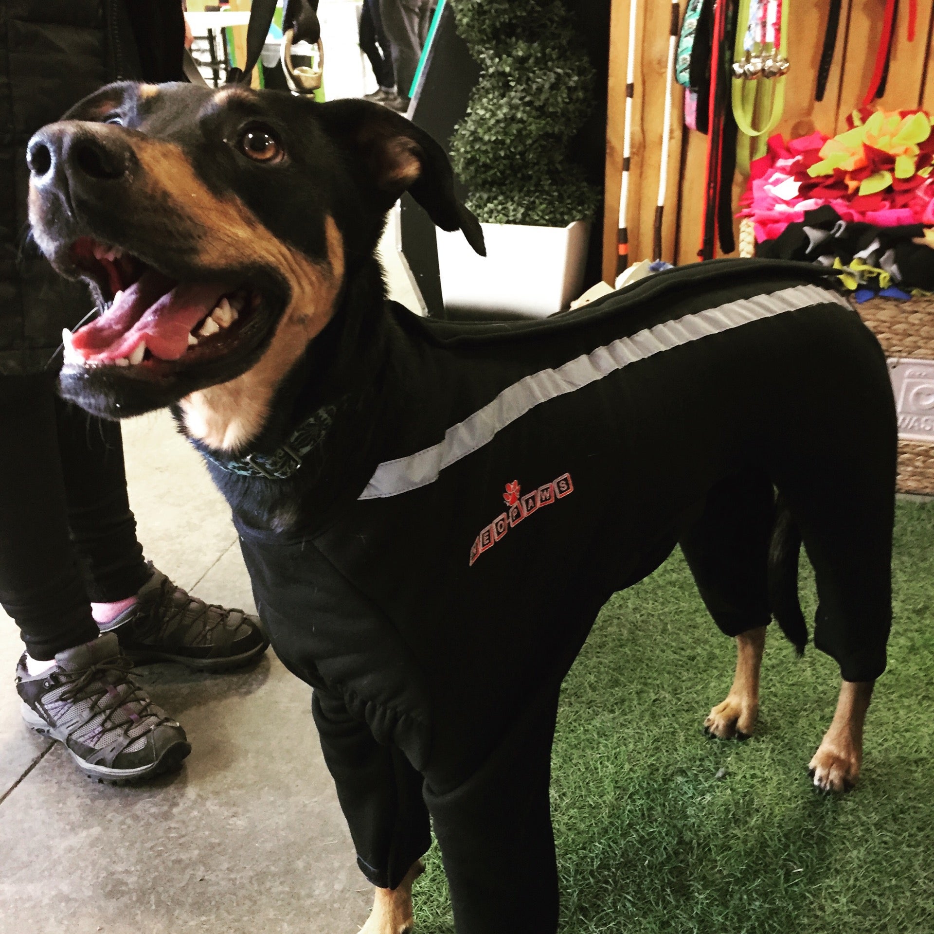 Dog polar fleece cheap