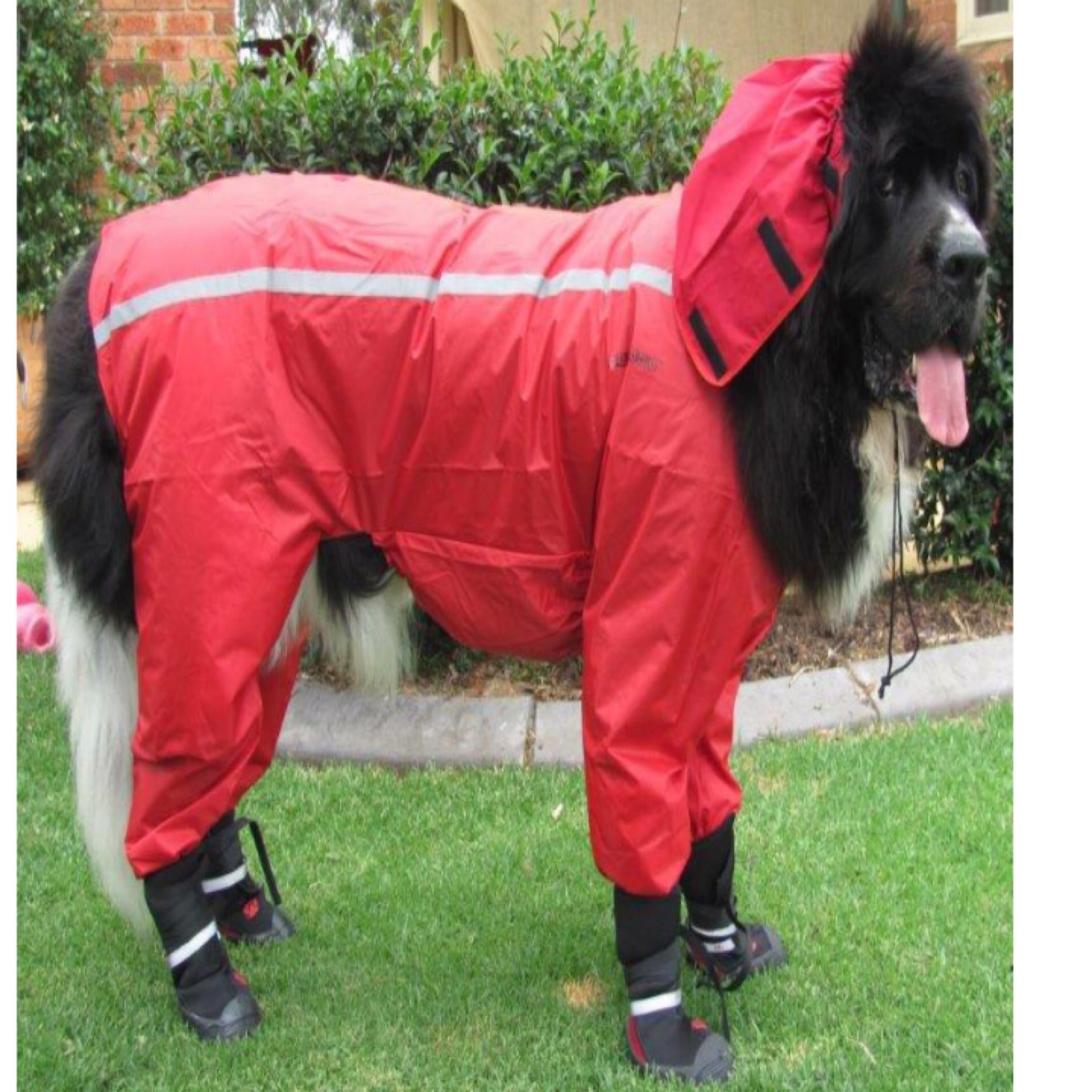 Dog rain suits best sale